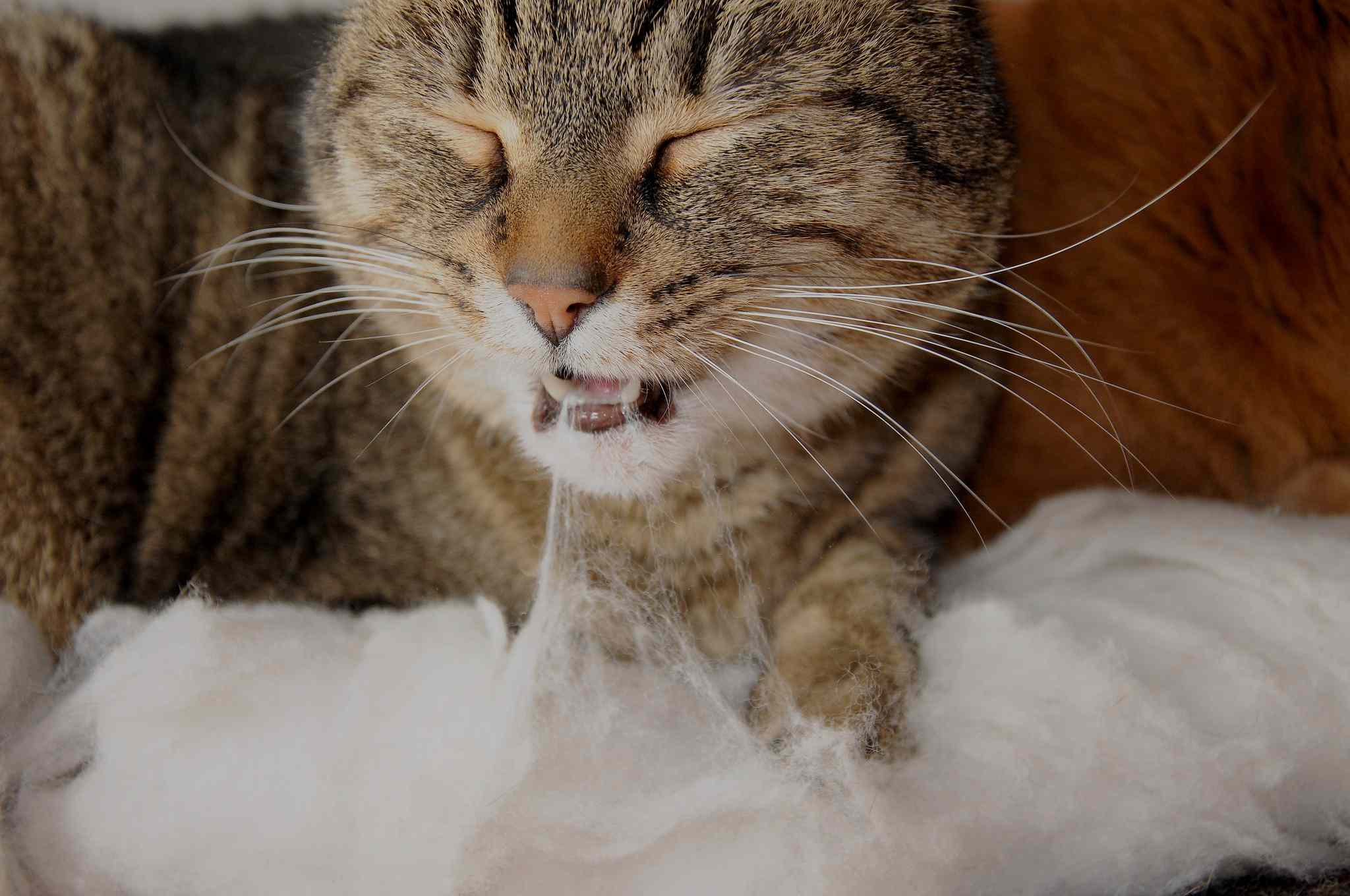 猫吃拍打织物。