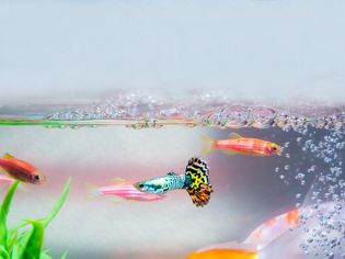 鱼在水族箱里游泳