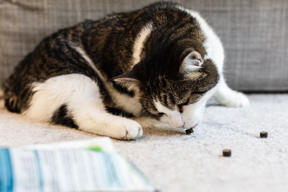 猫在地板上吃零食以鼓励良好行为