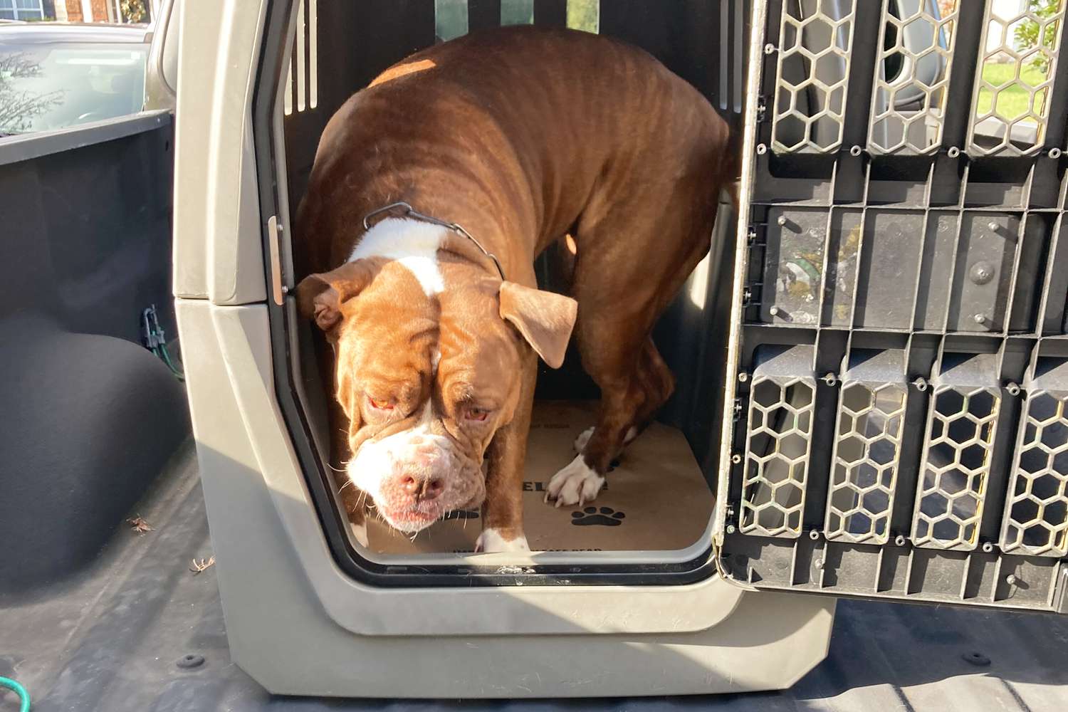 枪手G1犬舍