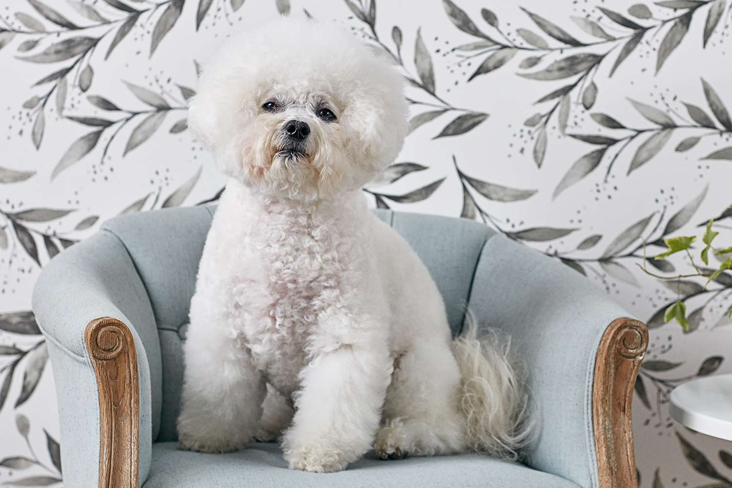 卷毛比雄犬