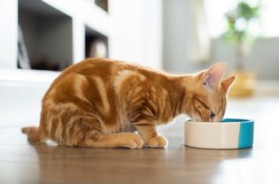 宠物姜猫在家吃碗里的食物＂width=