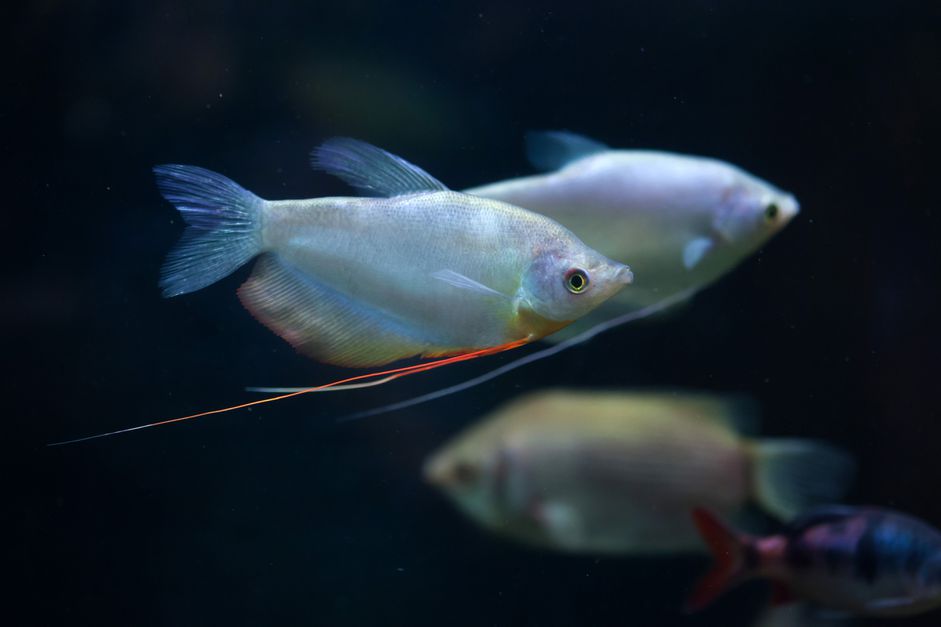 《CRP》……包括CSSSSSSSSSI的生物