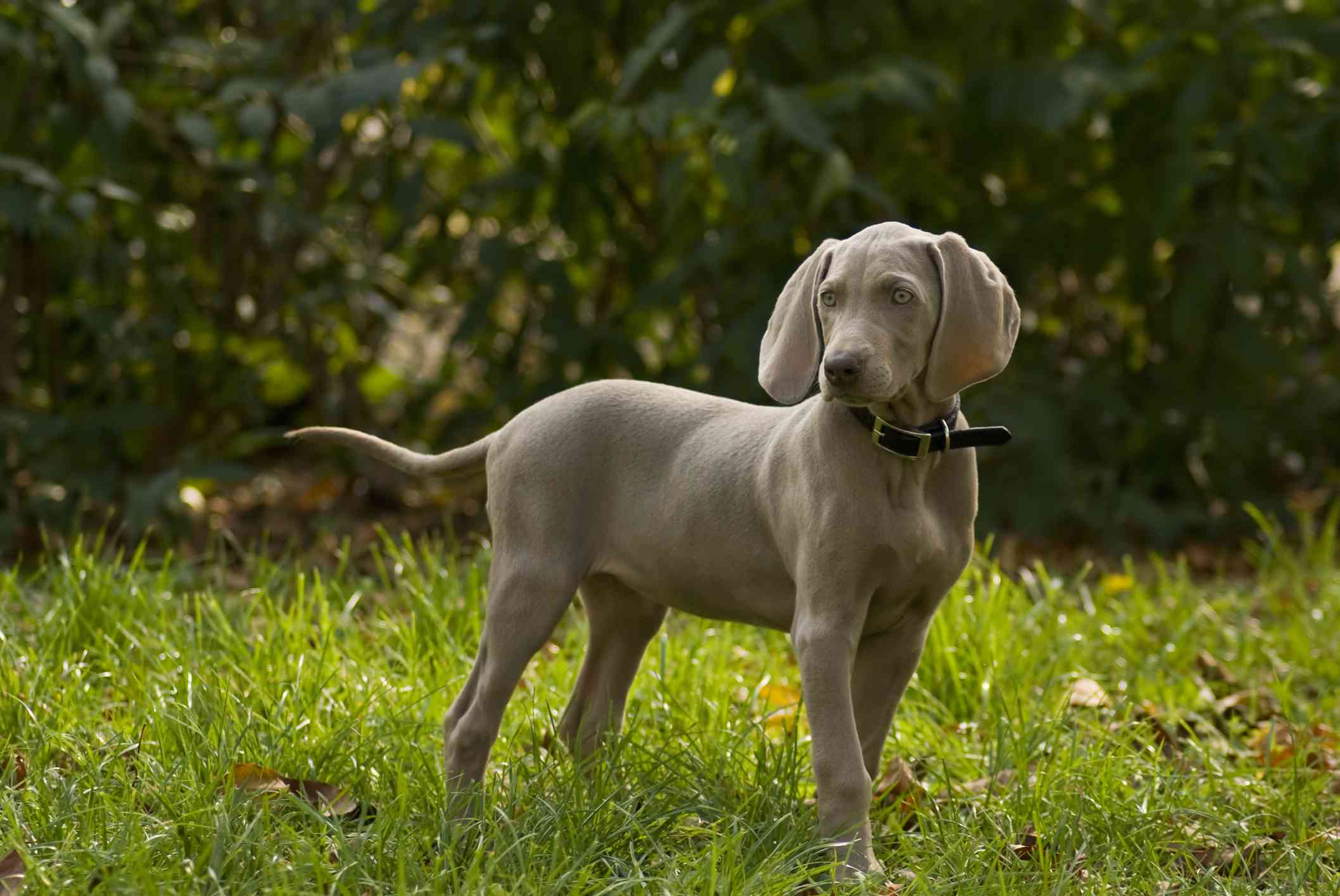 外面的Weimaraner小狗