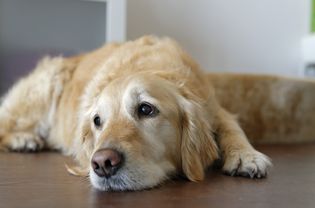 疲惫的金毛猎犬躺在木地板上