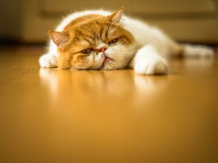 累了的猫