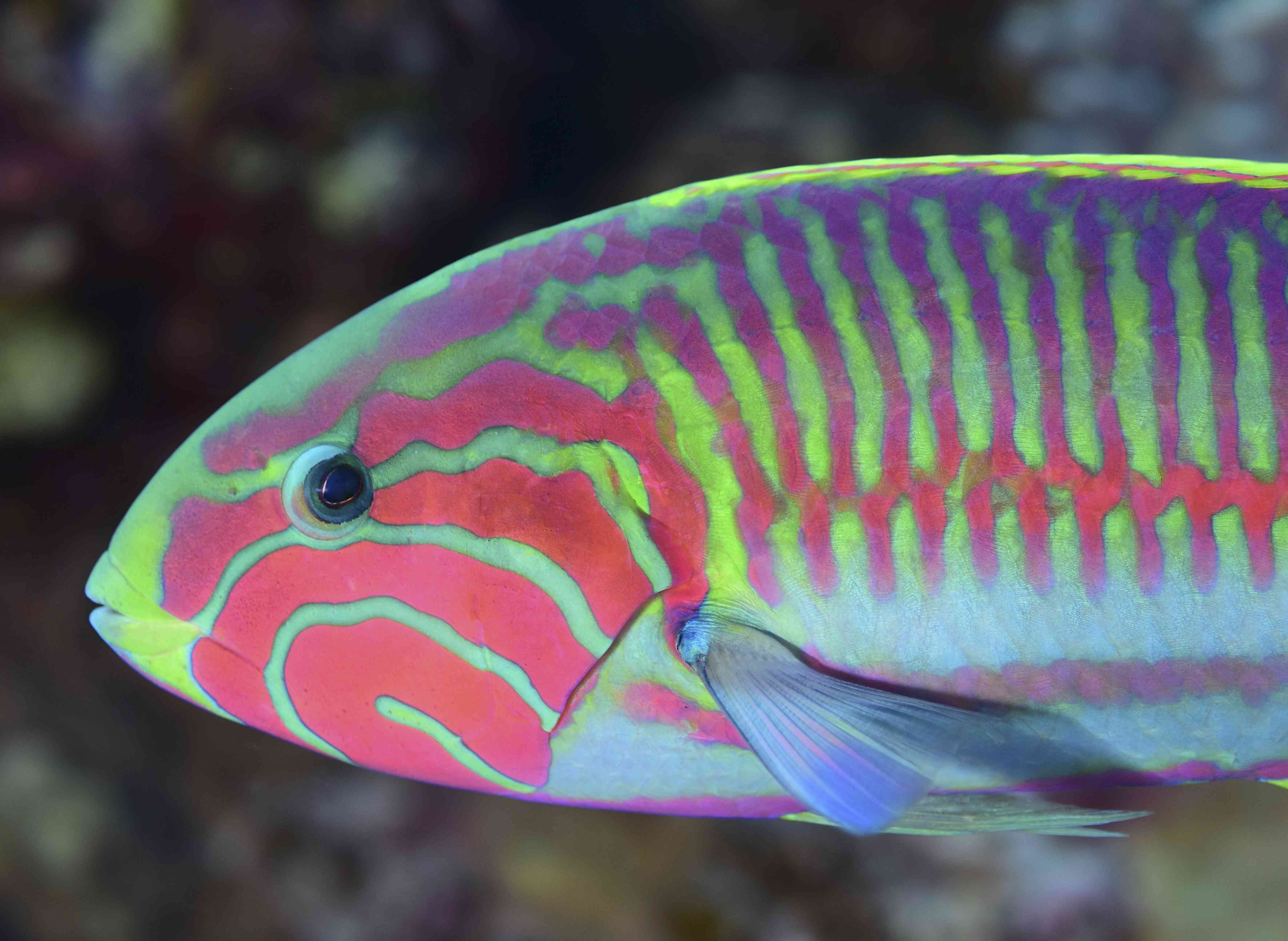 潮濑鱼(Thalassoma purpureum)，红海，埃及