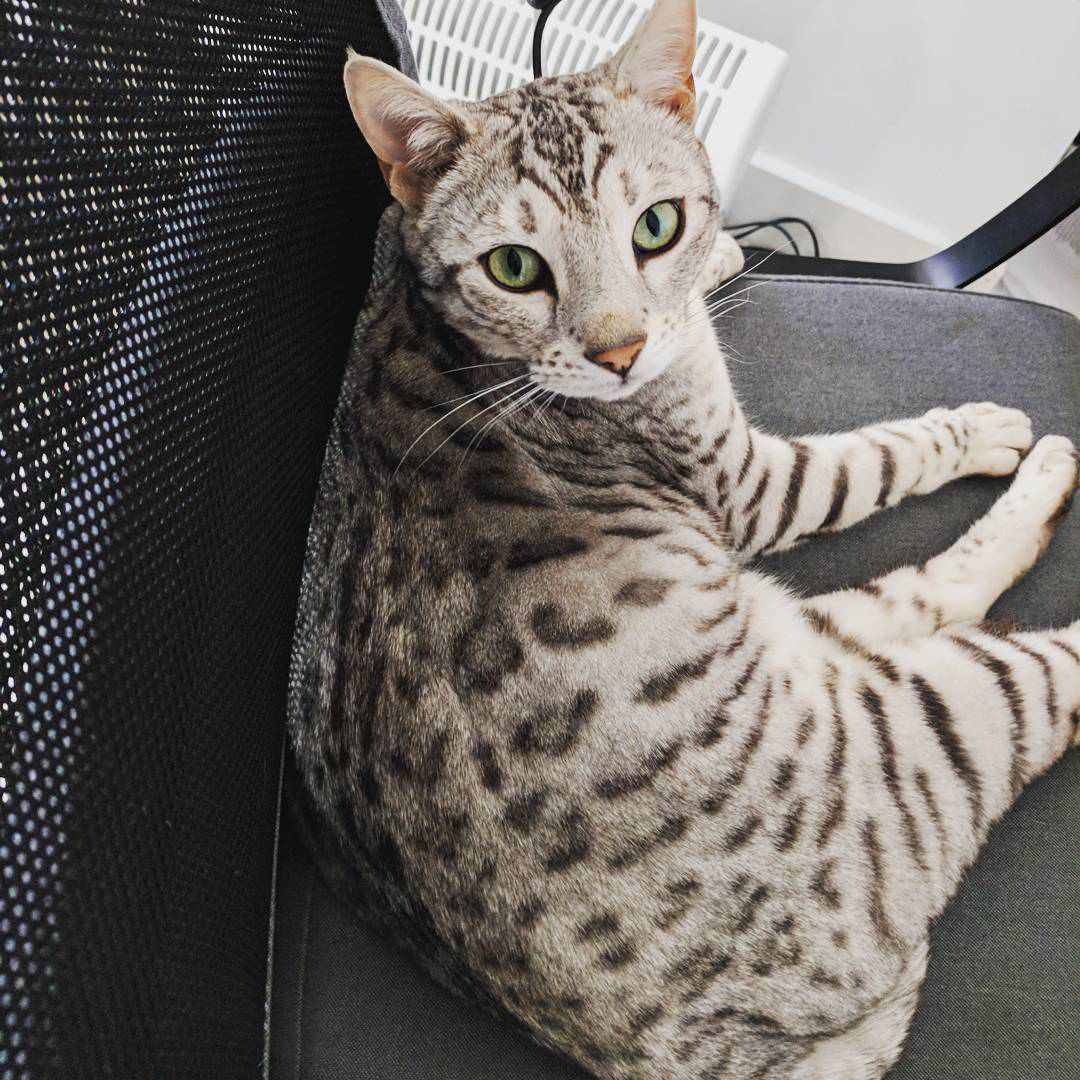 狼猫