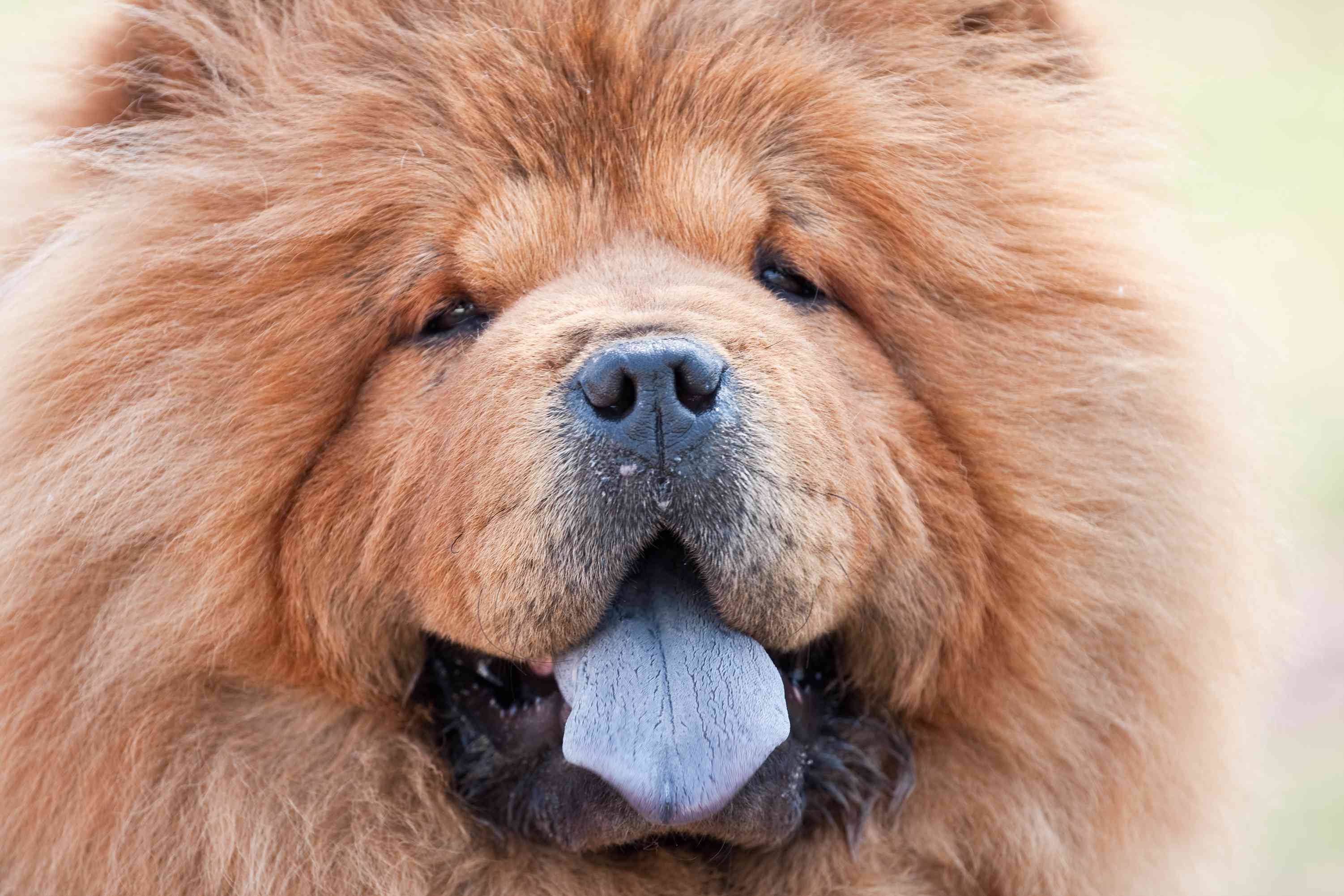 一个松狮犬的脸特写