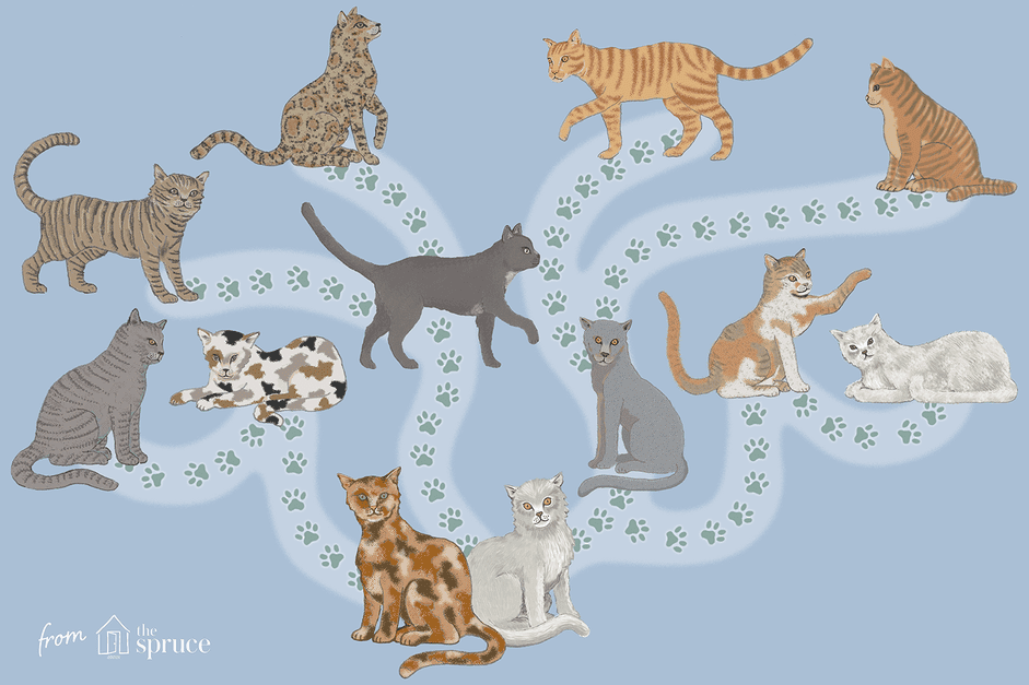 我的猫是什么品种的插图