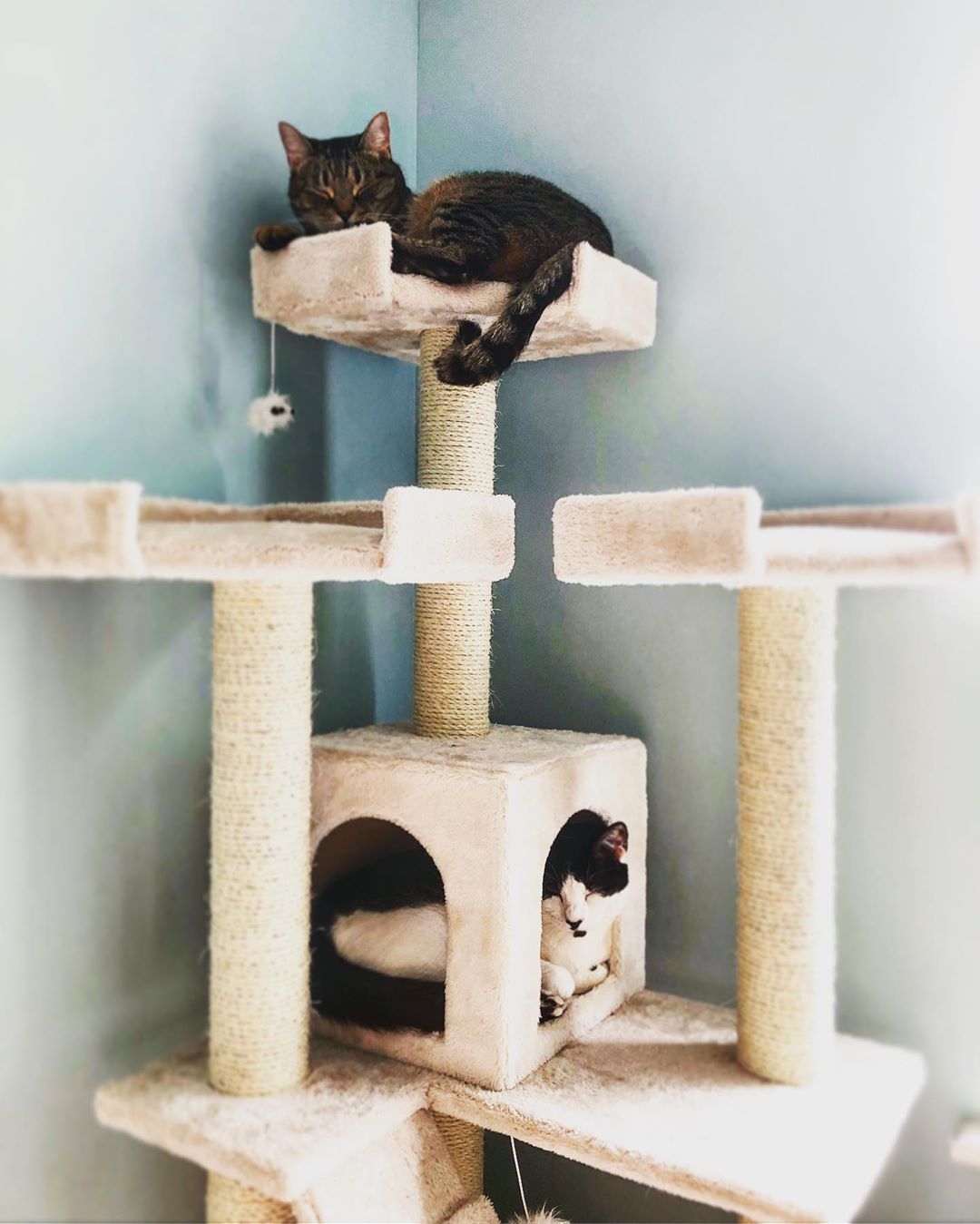 两只猫坐在中立的猫树上。
