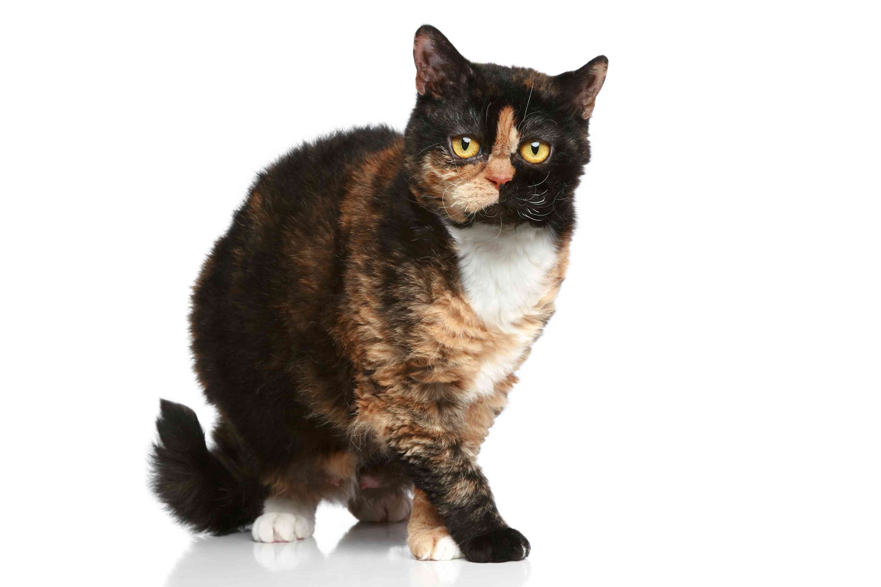 塞尔扣克雷克斯猫
