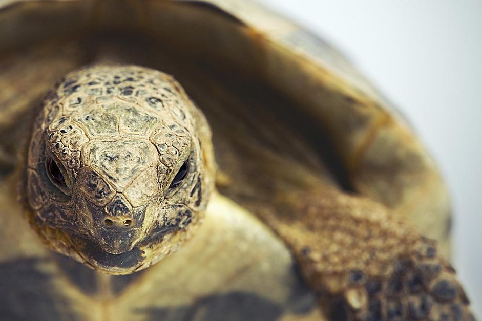 希腊乌龟的肖像(testudo graeca)
