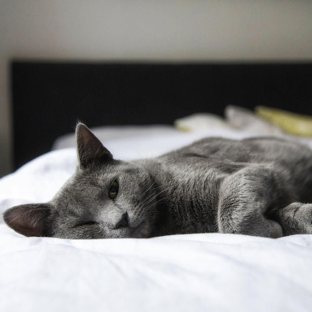猫在床上打盹。