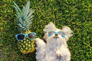Maltese Wearing Sunglasses and Pineapple with Sunglasses Laying in the Grass