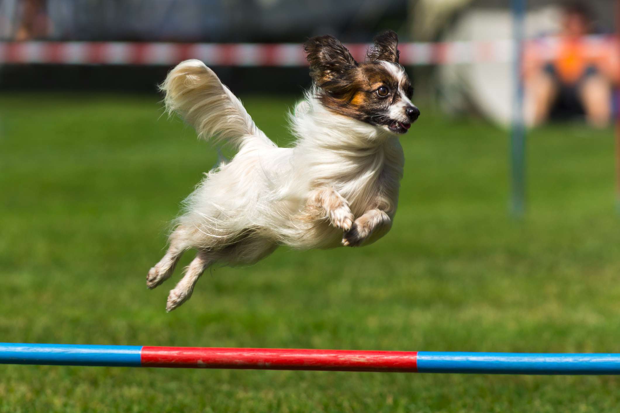 蝶耳犬正在进行敏捷训练