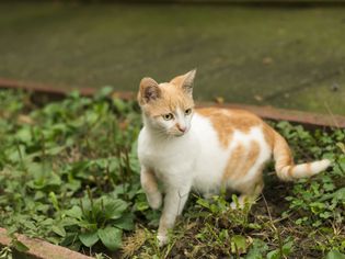 白色和橙色的猫在外面抱着前腿。