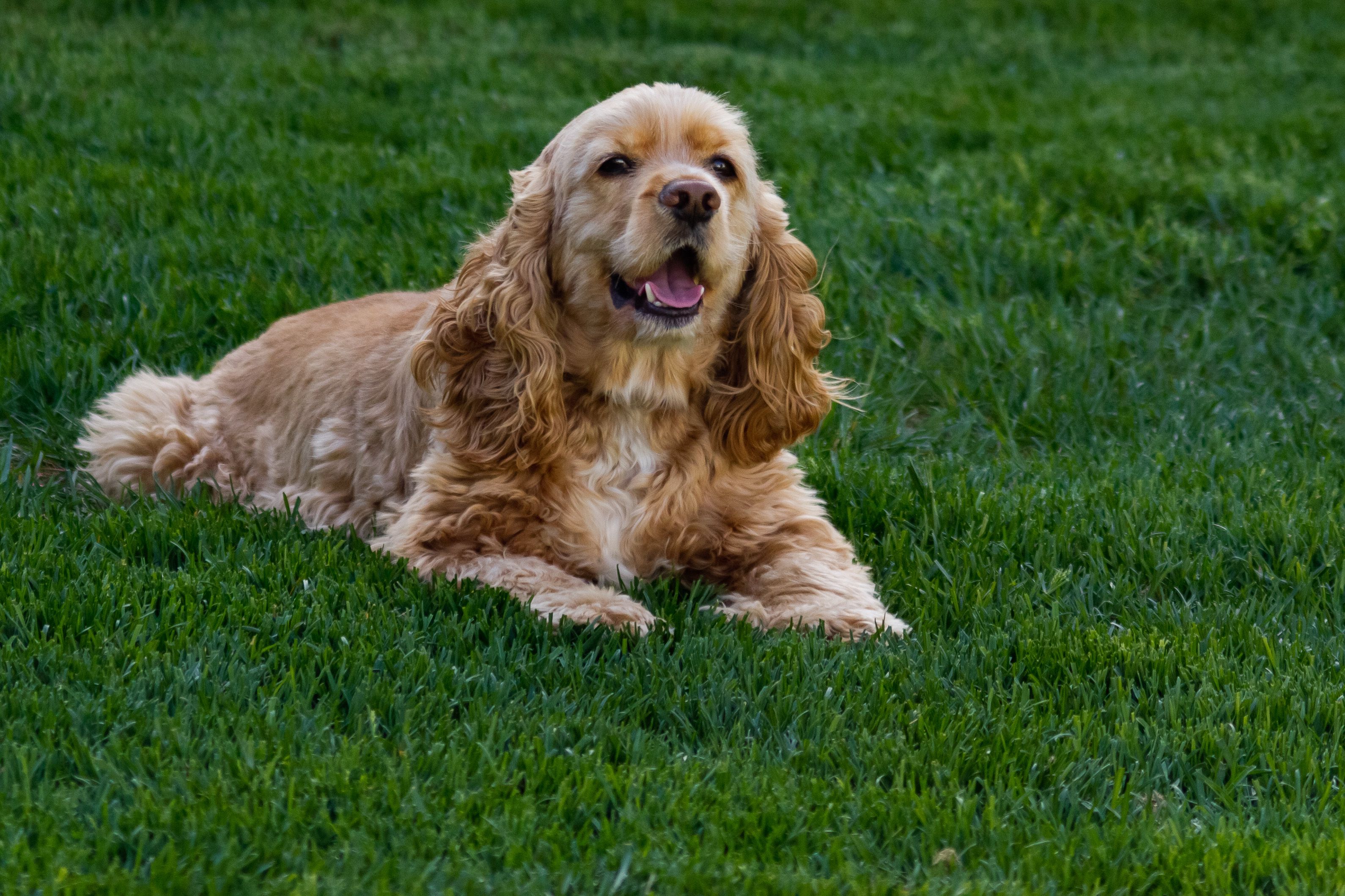 American cocker spaniel laying in green grass