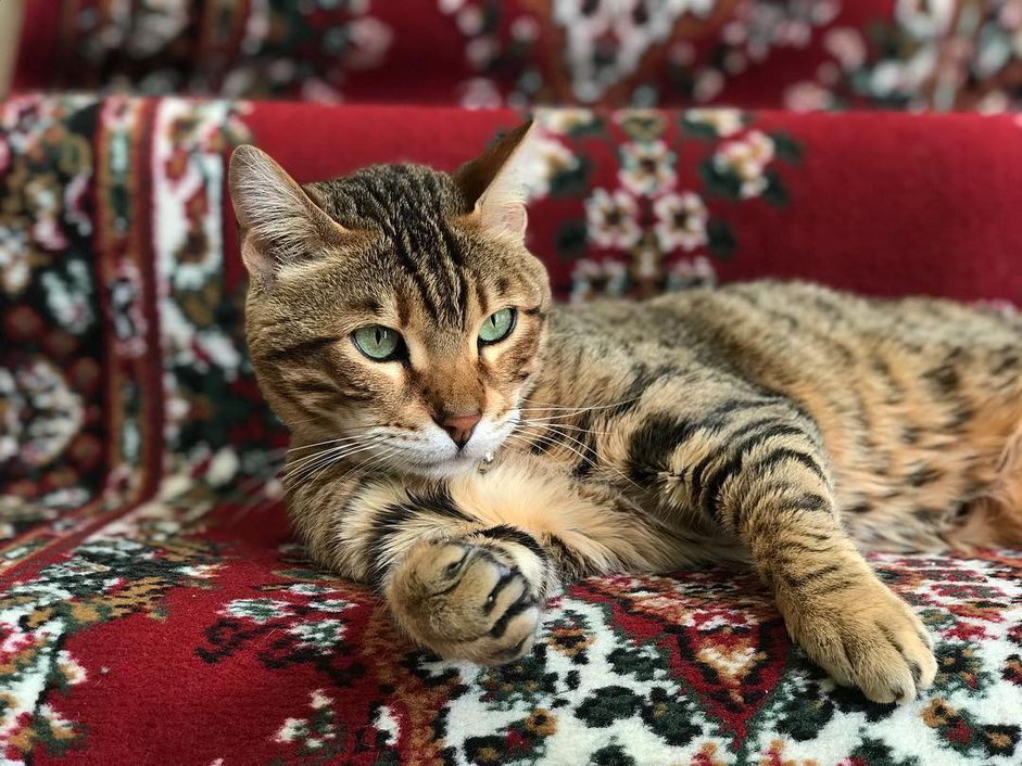 猫