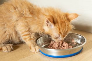 毛茸茸的棕褐色小猫正在吃金属盘子里的软食物