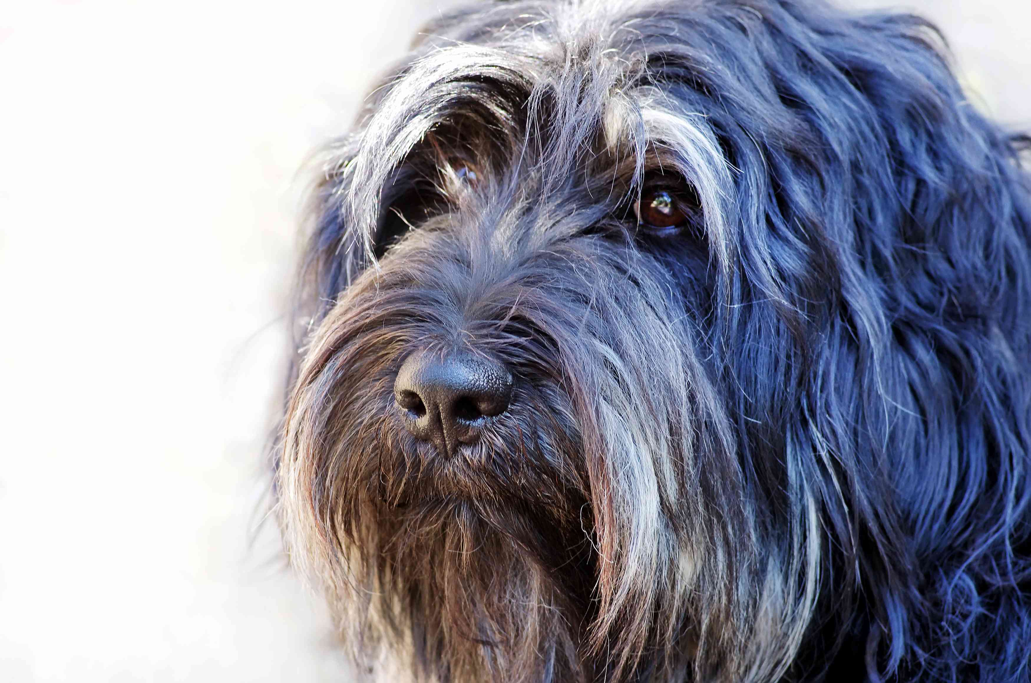 葡萄牙牧羊犬肖像