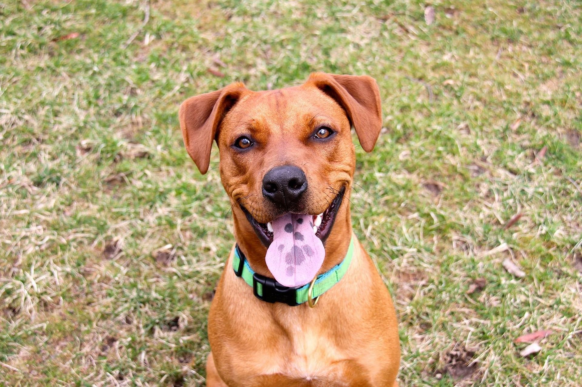Mutt mixed breed dog