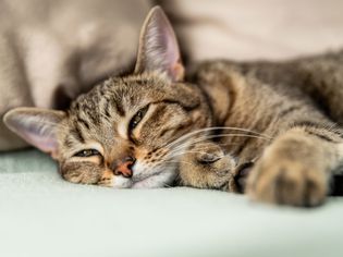 棕色条纹猫半睁着眼睛躺下