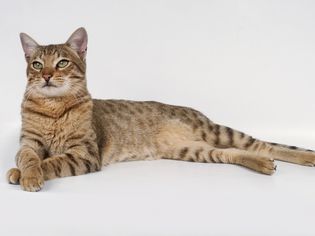 交叉爪子的猫