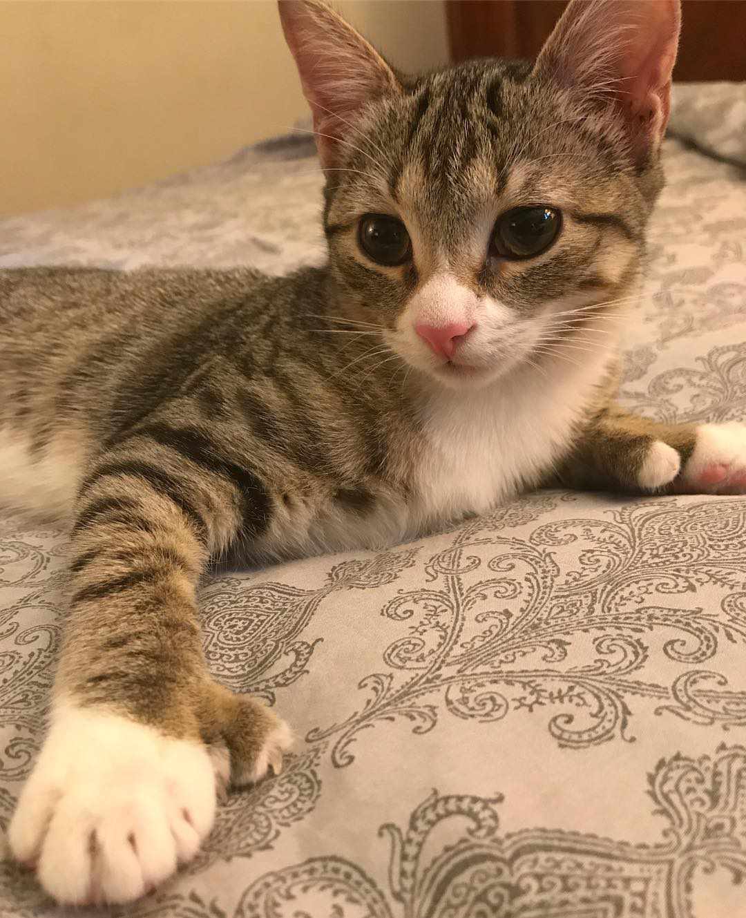 长着连指爪子的多趾猫。