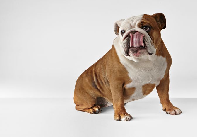 小鹿和白色英语斗牛犬舔鼻子