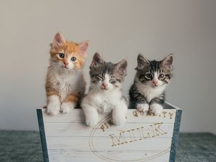 为小猫找家