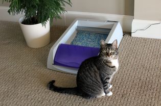 PetSafe自动猫砂箱