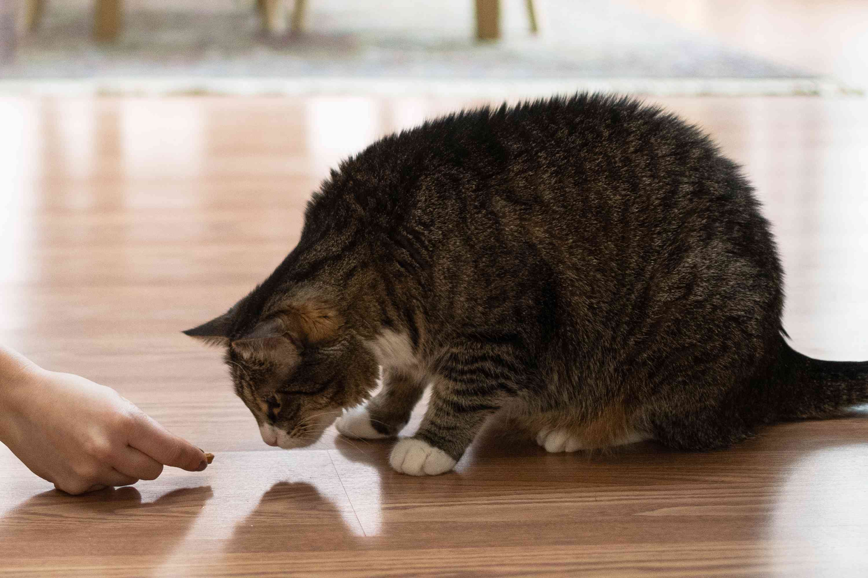 猫鼓励治疗治疗的能力