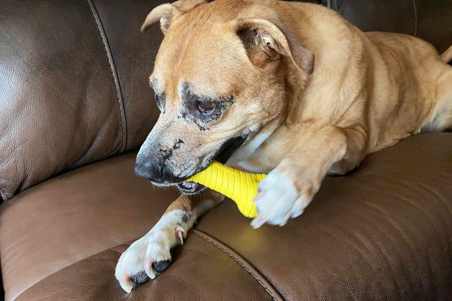 Dog laying on sofa and chewing on the Playology Dual Layer Bone Dog Toy