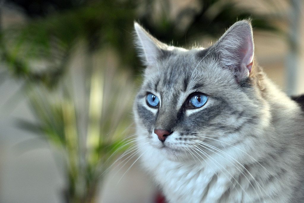 一只成年布娃娃猫望向窗外。
