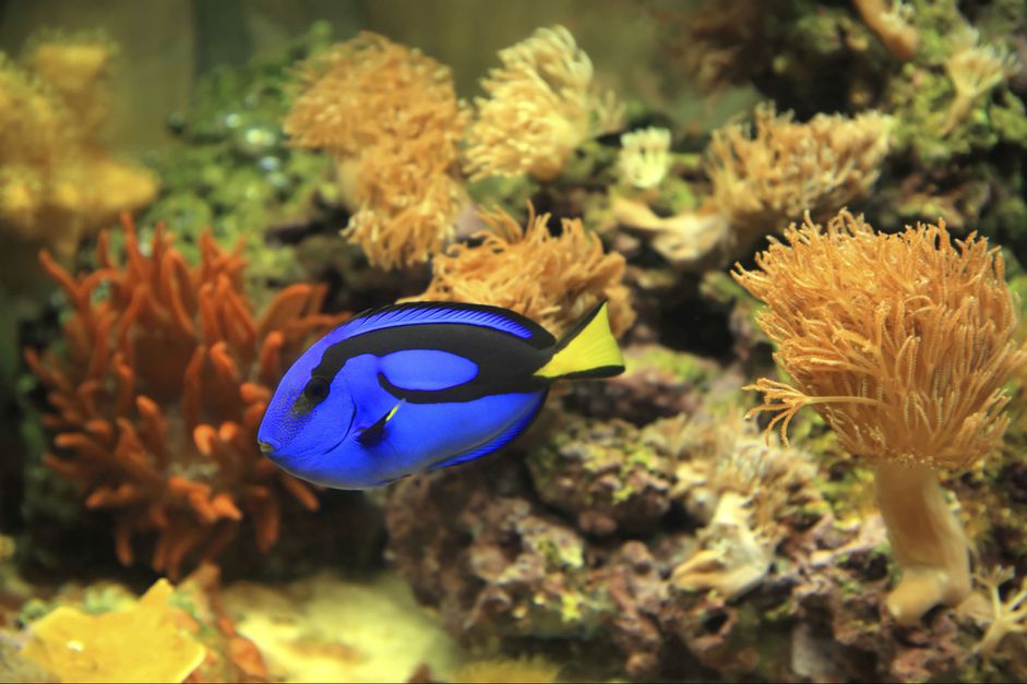 海水水族馆中的热带鱼