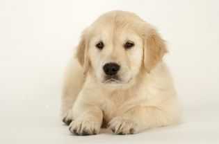 ResizeGolden-MartinRogers-Getty.jpg