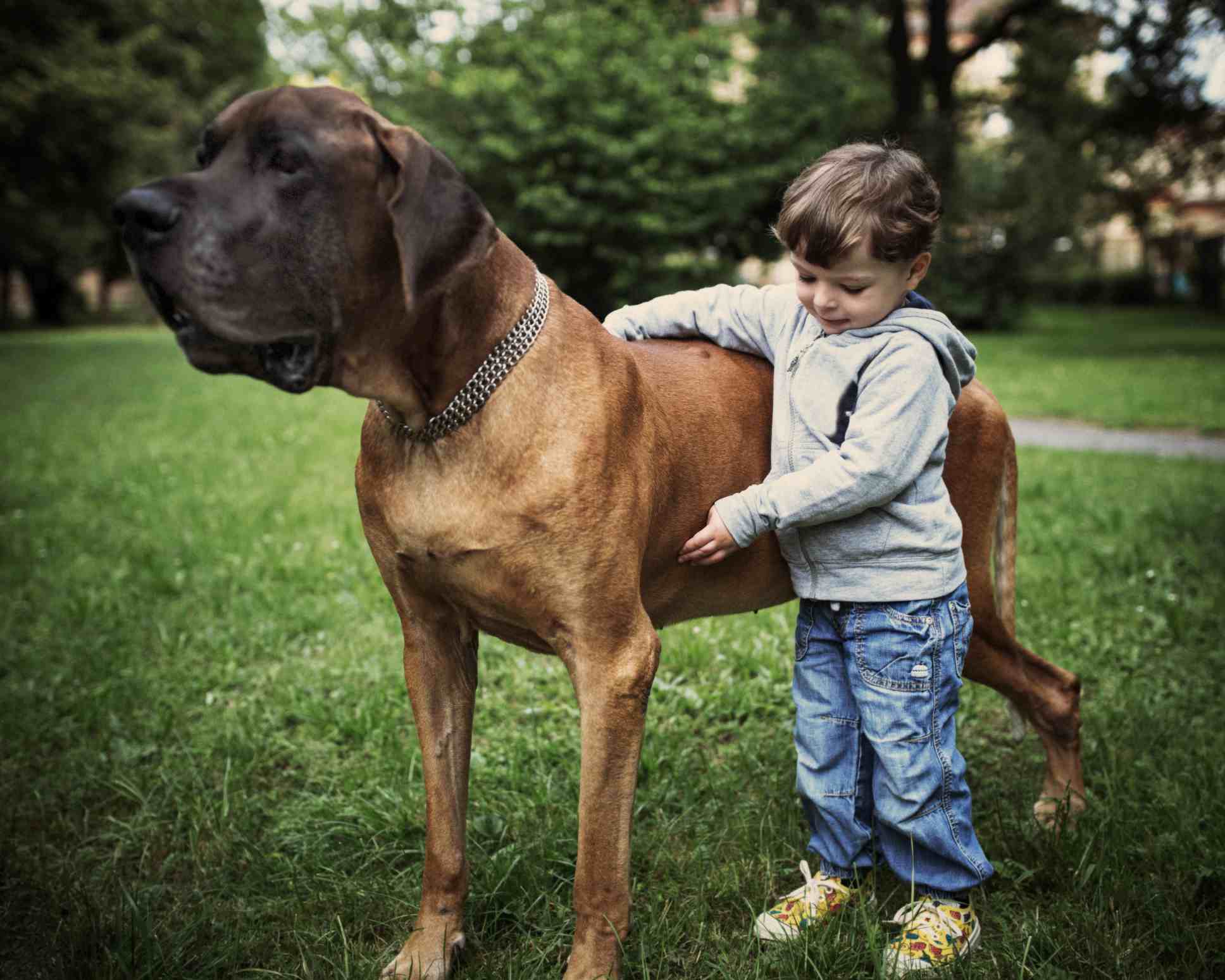 小男孩和大丹犬