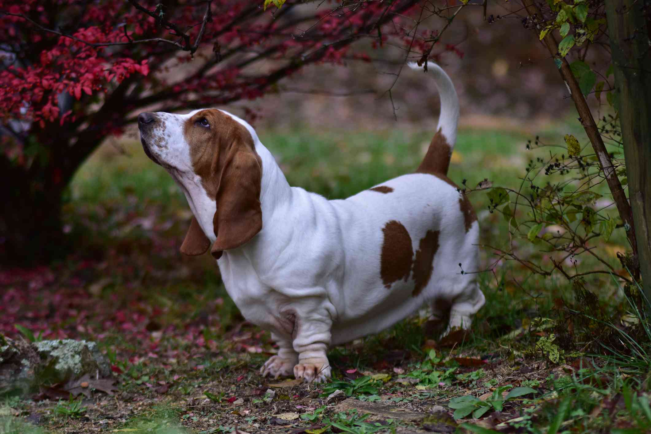 树林里有只巴吉特猎犬