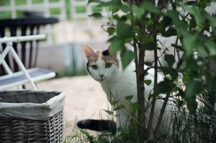 猫的猫在一起