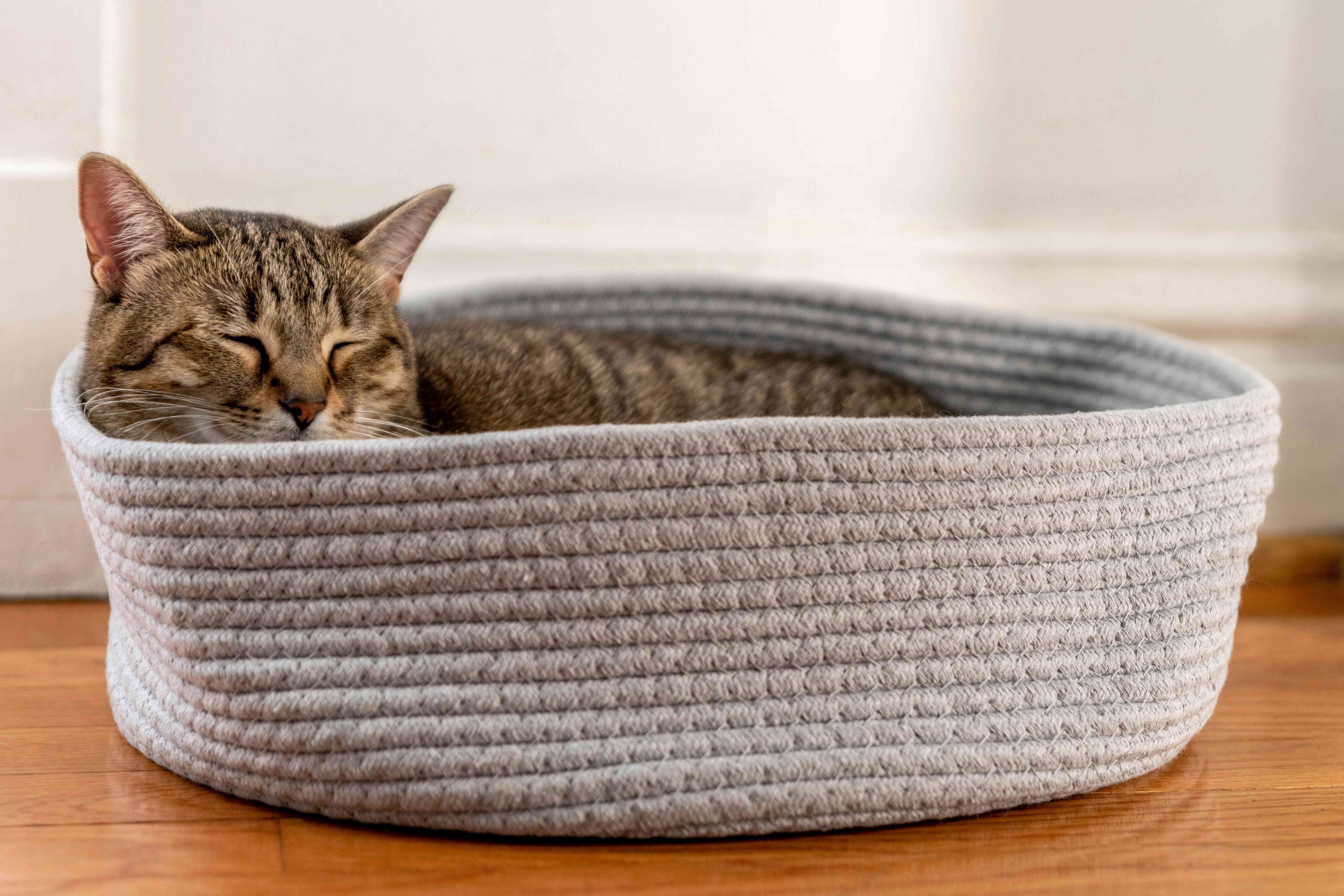 棕色的猫睡在圆猫床上