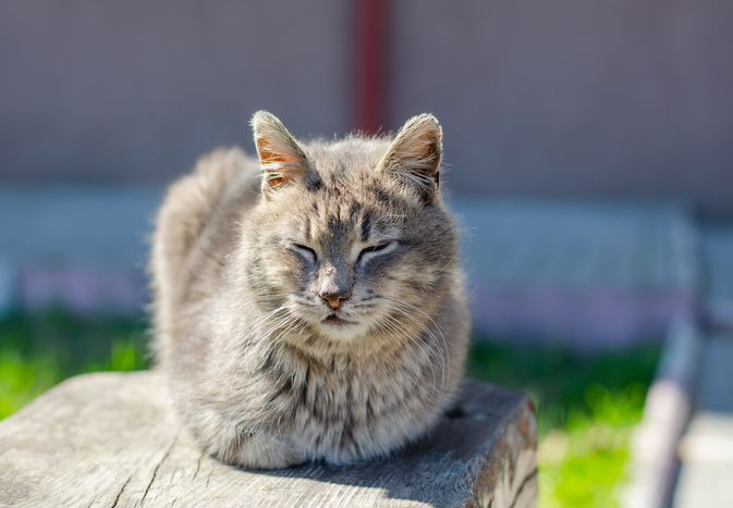猫把爪子