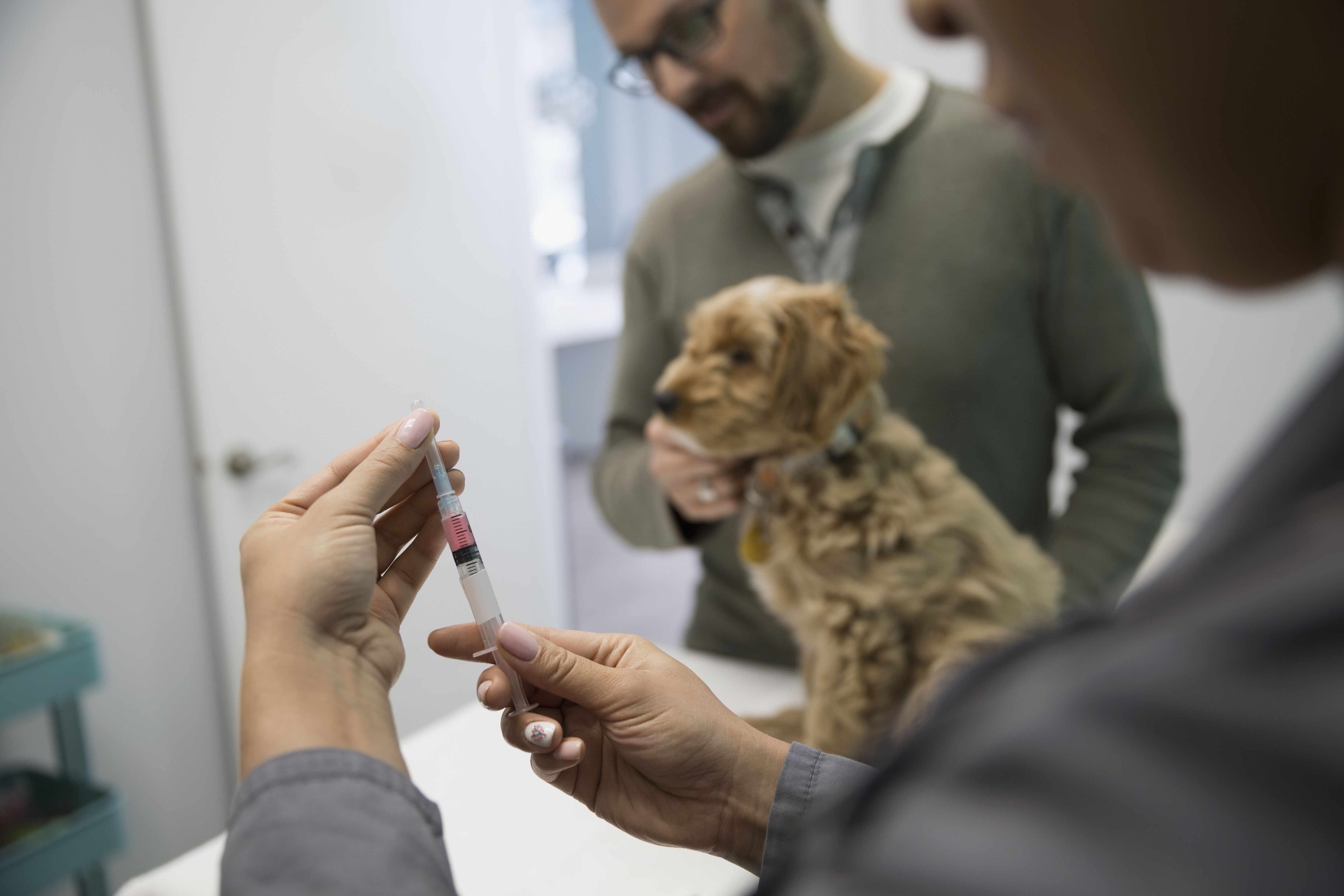 兽医为犬只诊所检查室准备注射