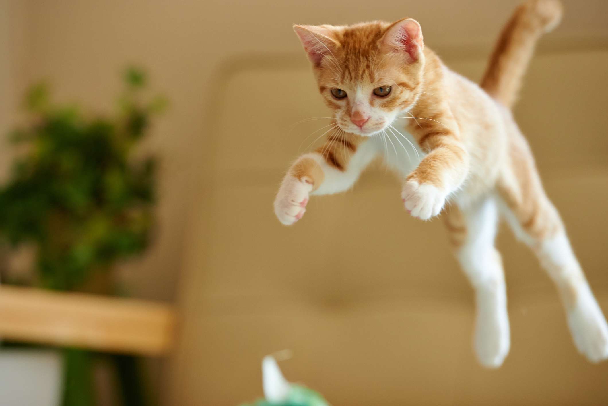 橙色小猫跳
