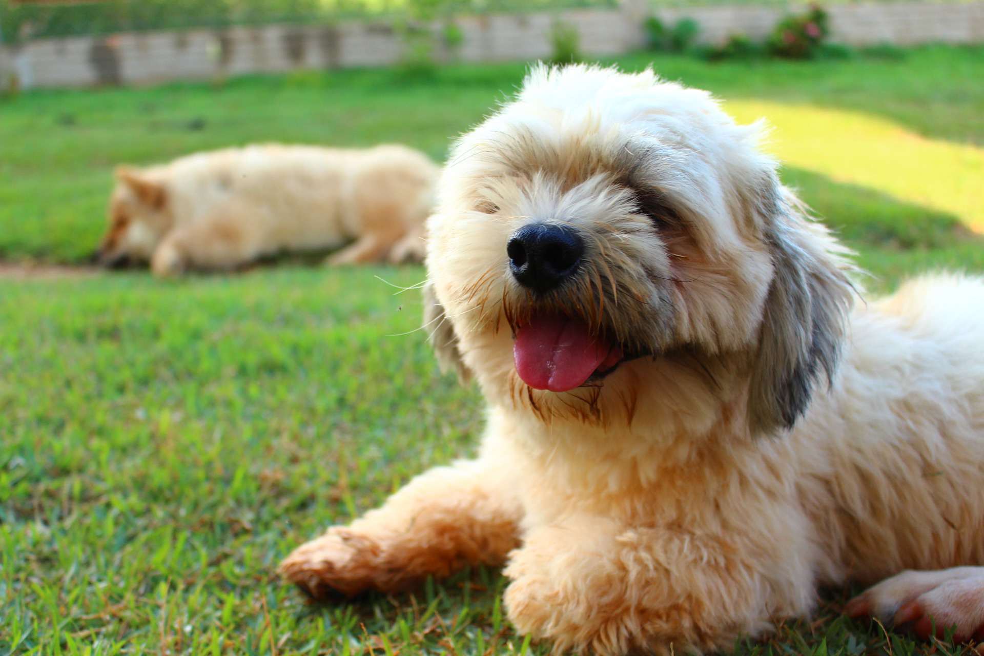 一只拉萨阿普索犬对着镜头微笑。