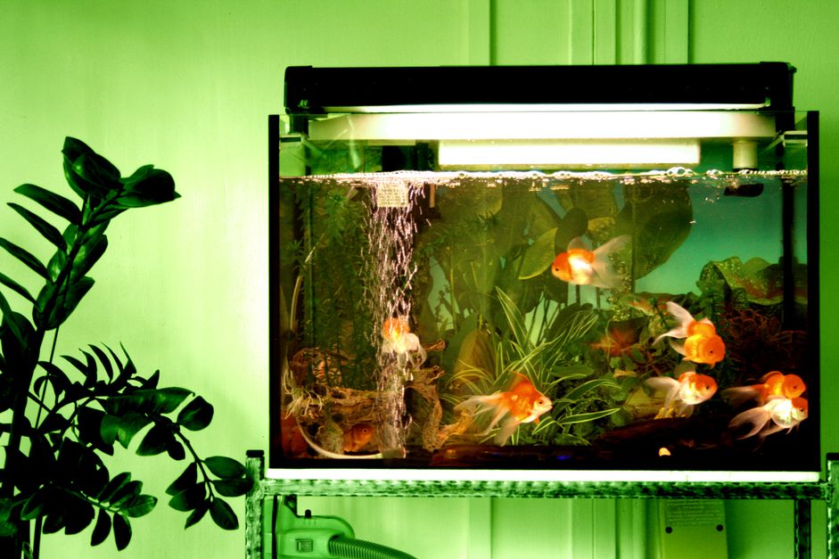 金鱼在水族馆里
