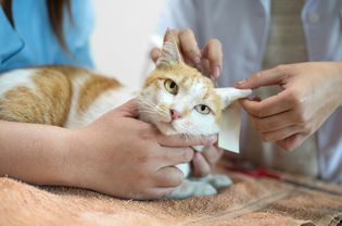 兽医检查猫