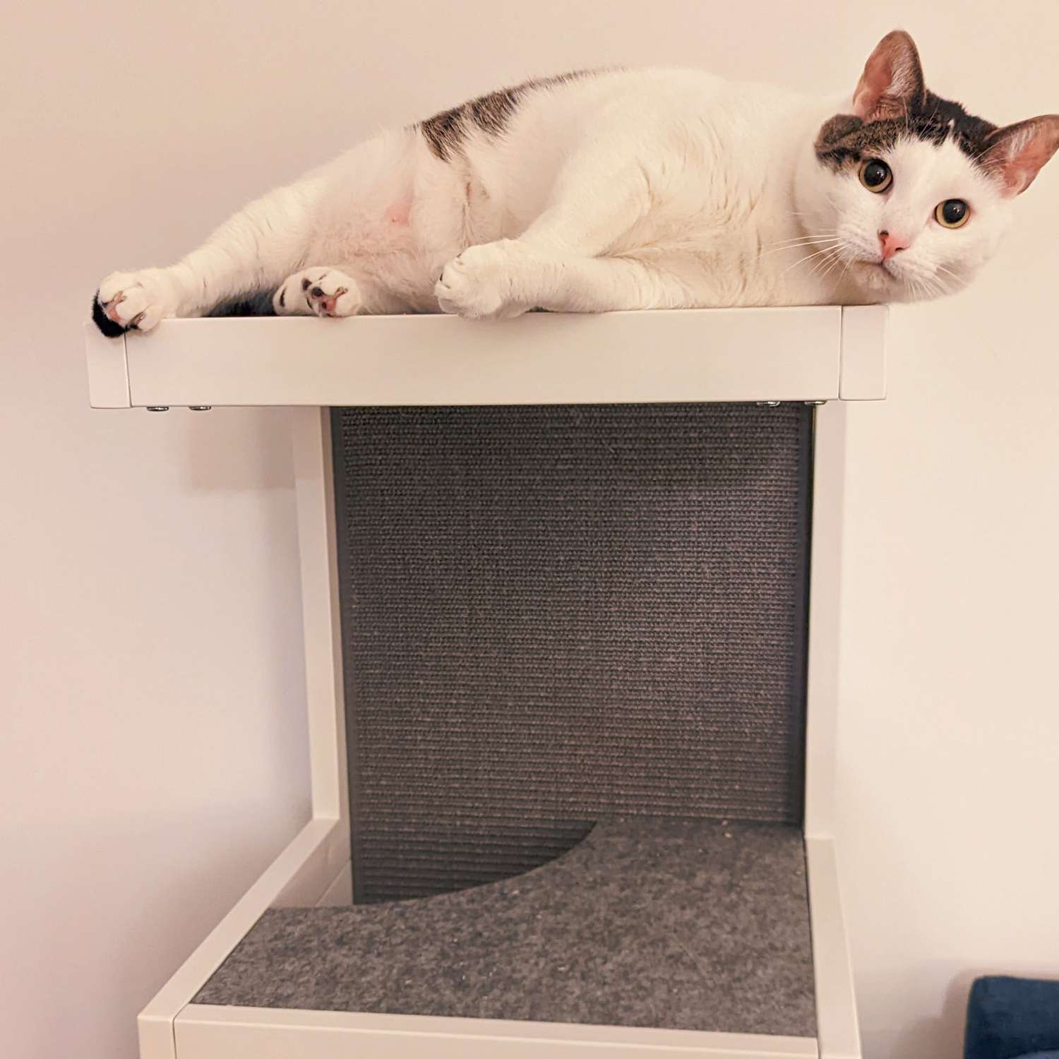 Close up of cat lying across Whisker Cat Tower