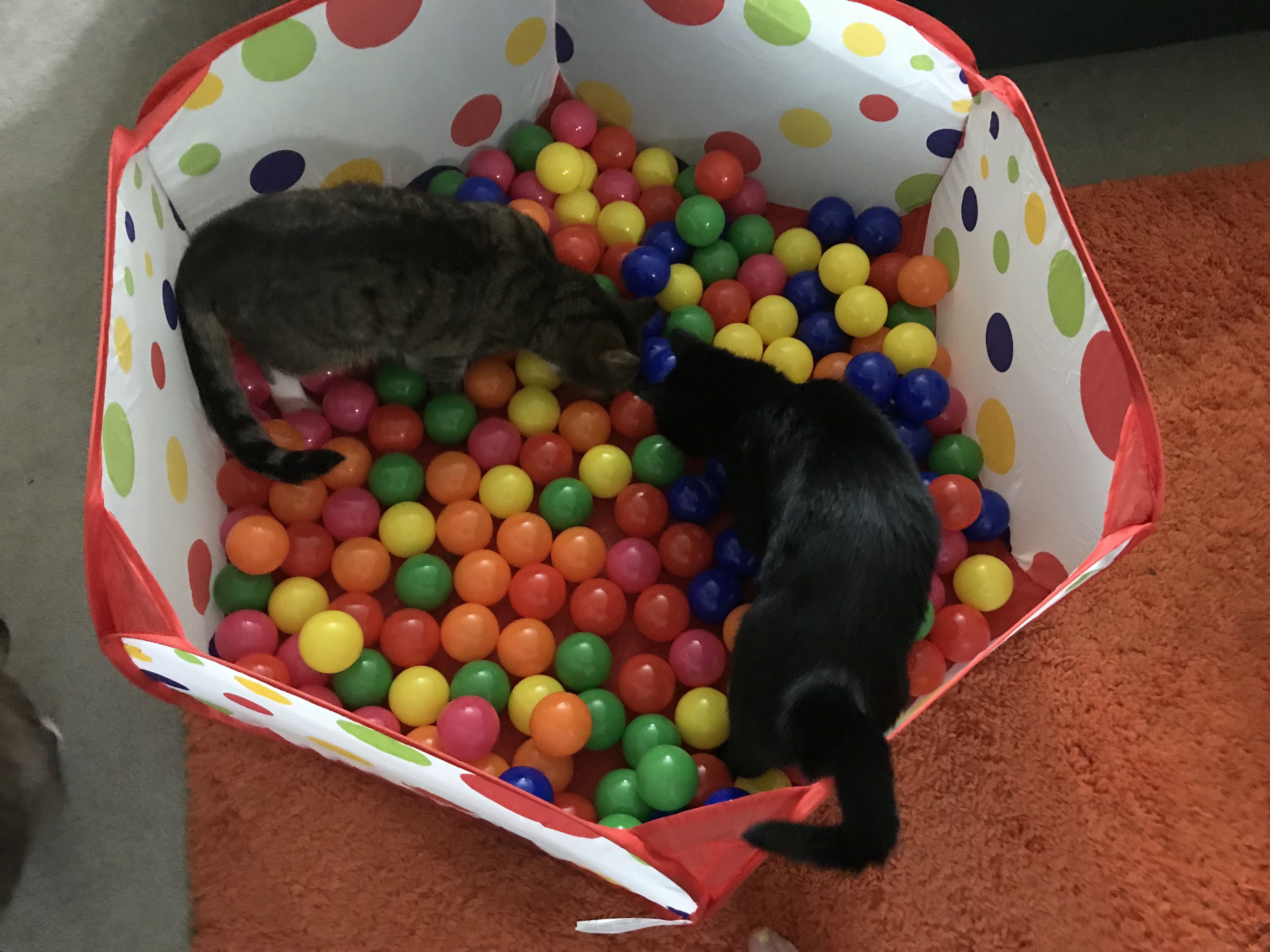 两只猫在球坑里寻找食物