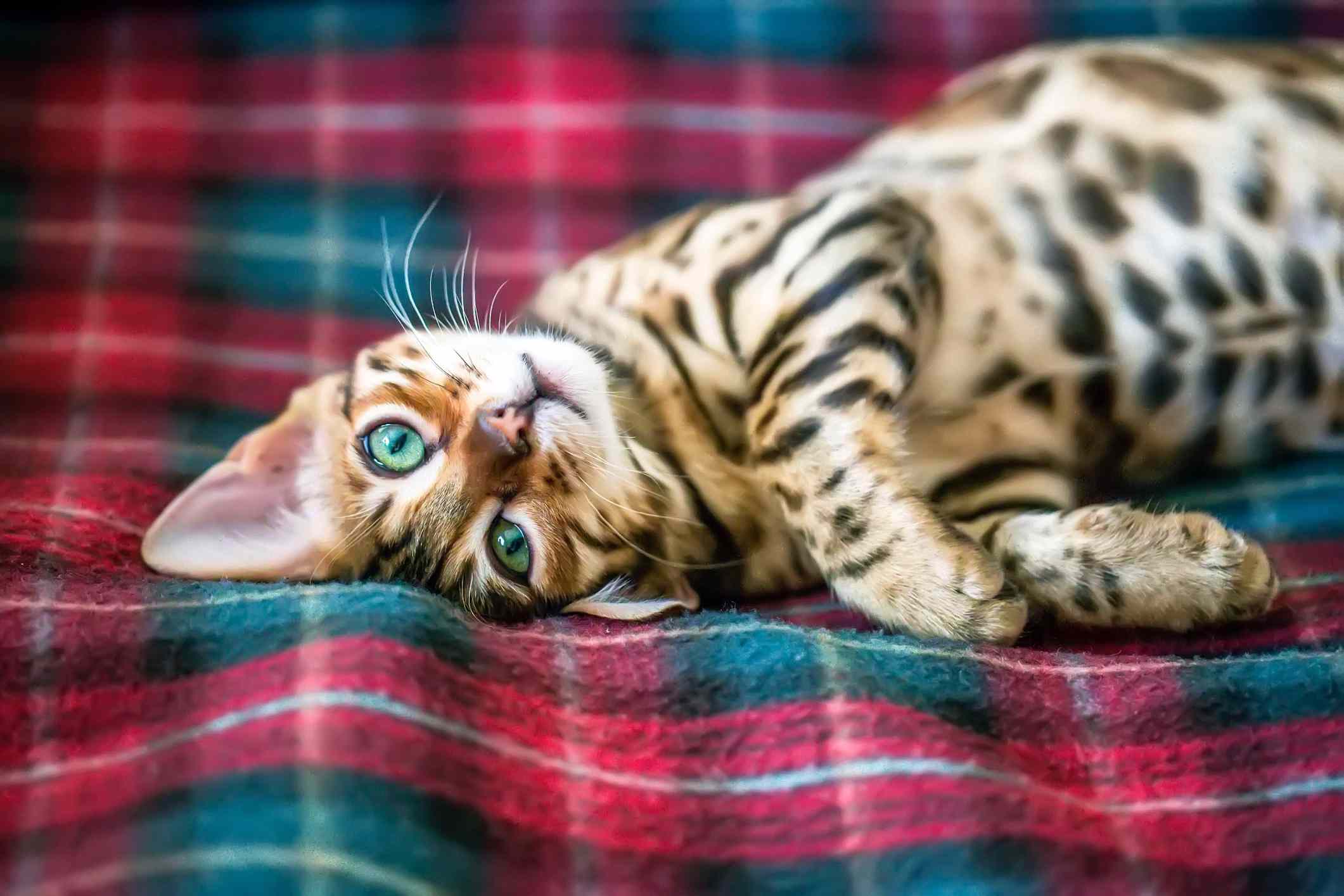 一只孟加拉猫懒洋洋地躺在床上。